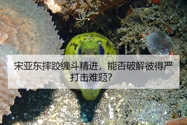 宋亚东摔跤缠斗精进，能否破解彼得严打击难题？
